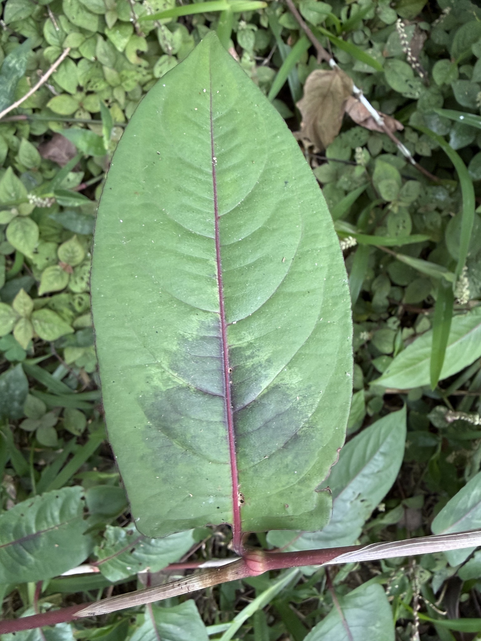 Persicaria chinensis — ảnh 3