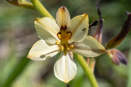 Small Mirrorface (Wachendorfia brachyandra)