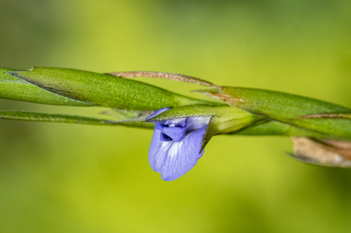 Fine Fountainbush (Psoralea restioides)