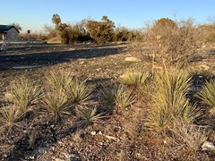 Yucca campestris