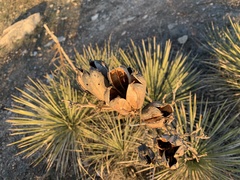 Yucca campestris