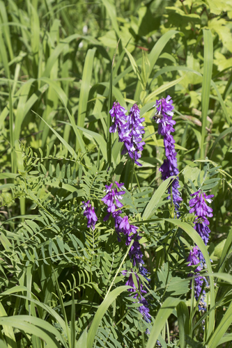 Fine-leaved Vetch (Vicia tenuifolia)