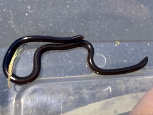 Brahminy Blindsnake