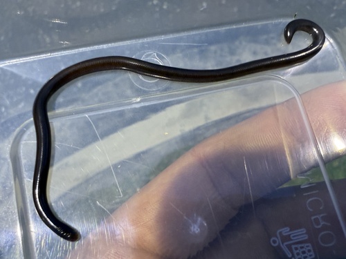 Brahminy Blindsnake