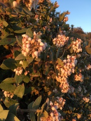 Arctostaphylos pajaroensis