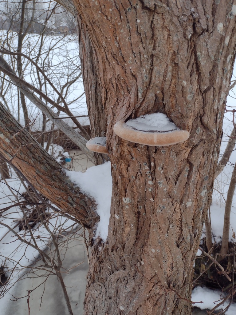 Phellinus igniarius · February 2026 · photo: © bagli (iNaturalist, cc0)