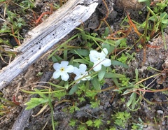 Plagiobothrys chorisianus hickmanii