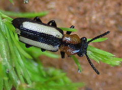 Sigrisma cylindrica