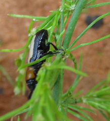Sigrisma cylindrica