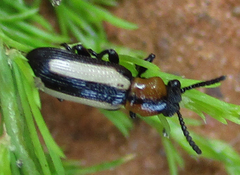 Sigrisma cylindrica