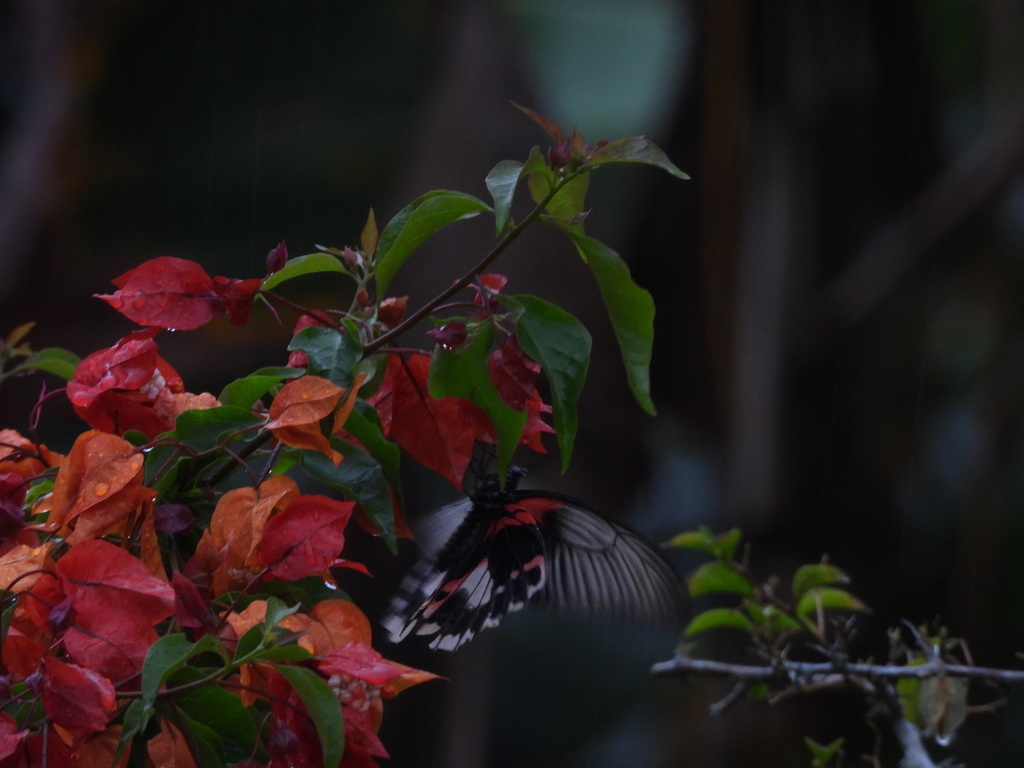 红珠凤蝶（Papilio rumanzovia）
