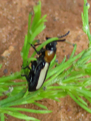 Sigrisma cylindrica