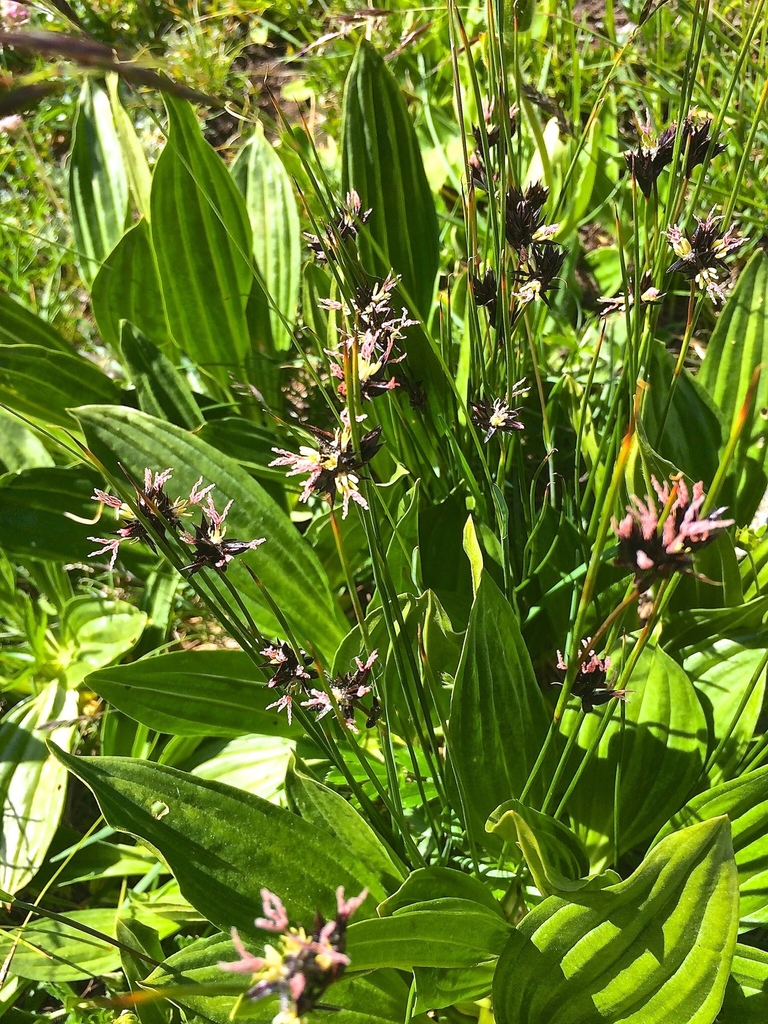 Juncus jacquinii (Juncus jacquinii)