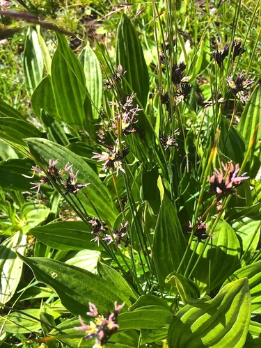 Juncus jacquinii (Juncus jacquinii)