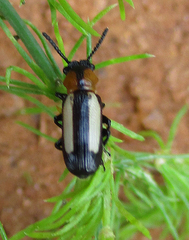 Sigrisma cylindrica