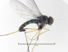Parentia titirangi