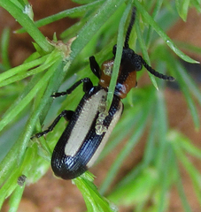 Sigrisma cylindrica
