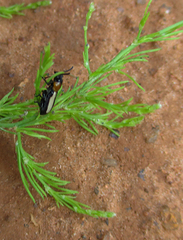Sigrisma cylindrica