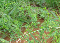 Sigrisma cylindrica