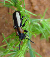 Sigrisma cylindrica