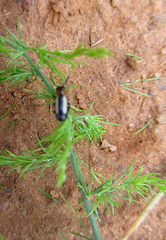 Sigrisma cylindrica