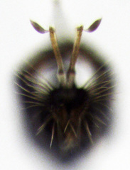 Parentia titirangi