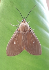 Asota