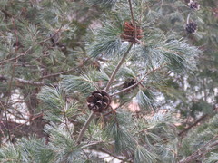 Pinus parviflora