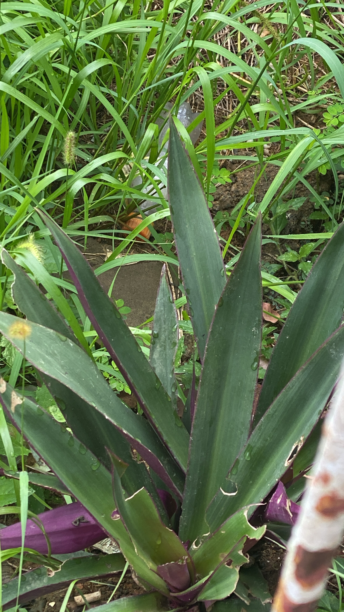 Tradescantia spathacea