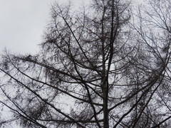 Larix kaempferi
