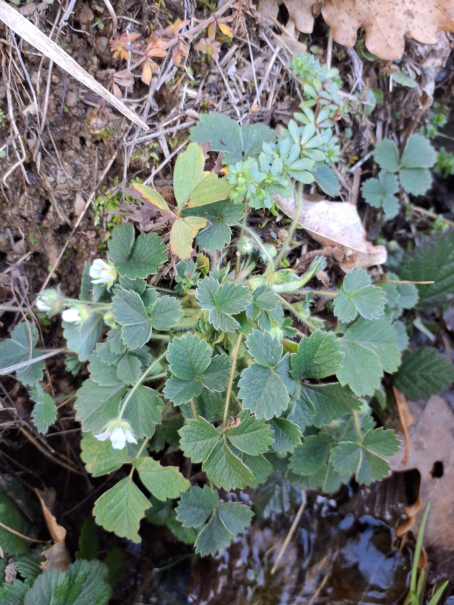 Imagem de Potentilla sterilis