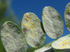 Erysiphe trifoliorum