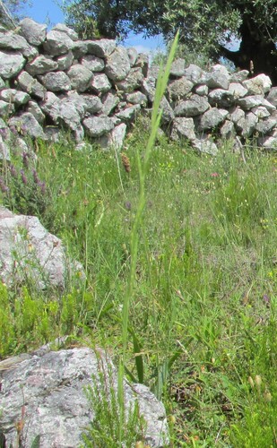 thinleaf false brome (Brachypodium phoenicoides)