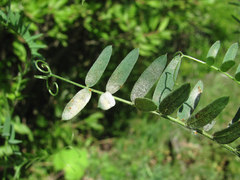 Erysiphe trifoliorum