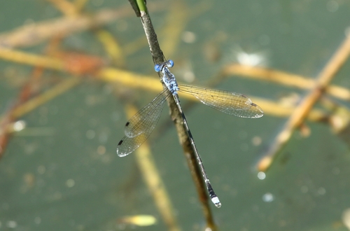 African Spotted Spreadwing