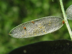 Erysiphe trifoliorum
