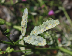 Erysiphe trifoliorum