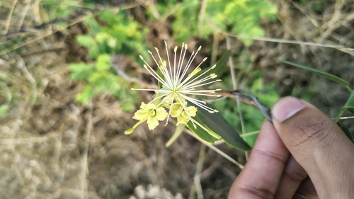 Maerua oblongifolia (Maerua oblongifolia)