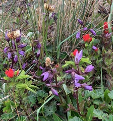 Gentianella rapunculoides