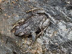 Pristimantis buckleyi