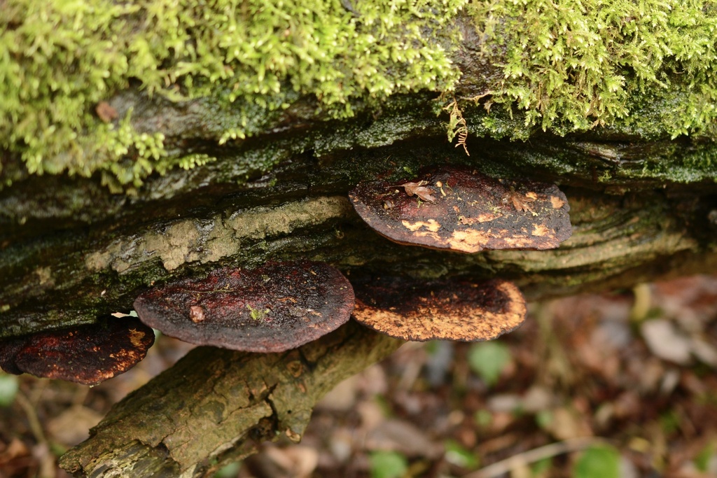 Daedaleopsis confragosa · February 2026 · photo: © cryptomarasmius (iNaturalist, cc-by)