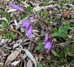Gentianella rapunculoides