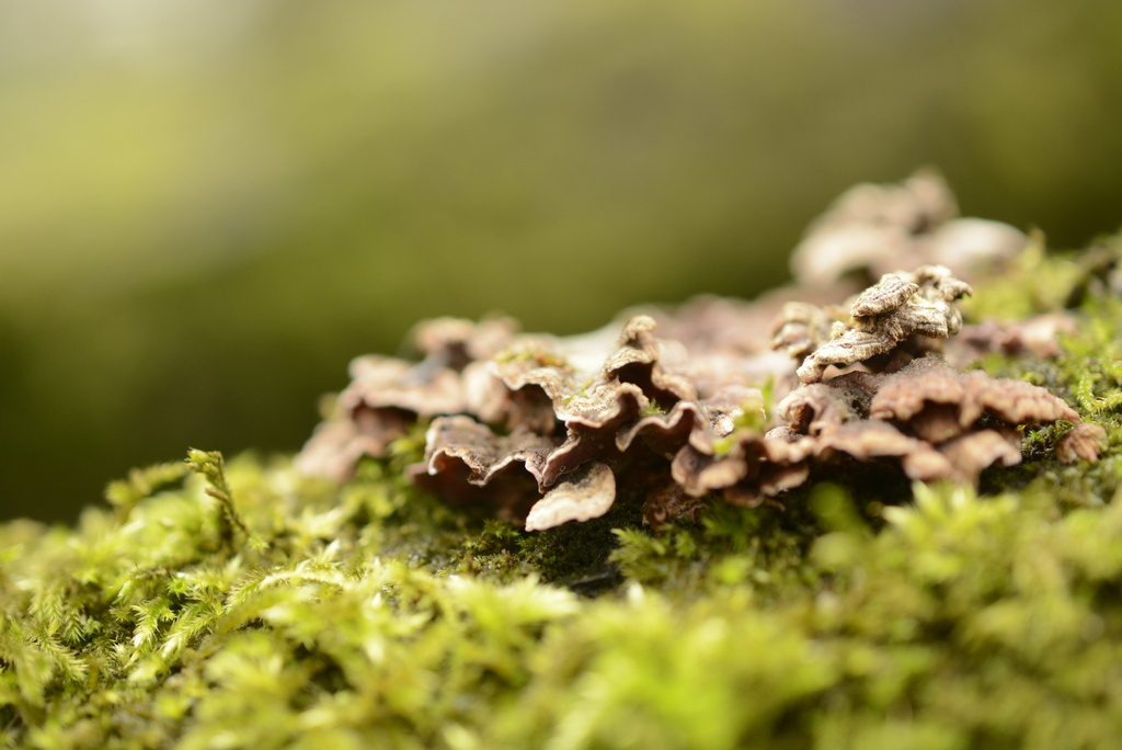 Chondrostereum purpureum · February 2026 · photo: © cryptomarasmius (iNaturalist, cc-by)