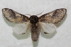 Notodonta tritophus