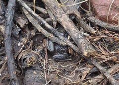 Pristimantis buckleyi