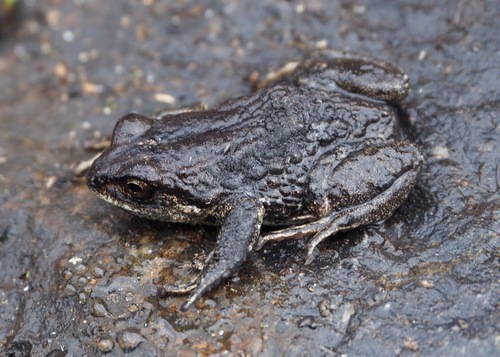 Buckley's Rainfrog, Pristimantis buckleyi