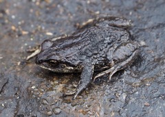 Pristimantis buckleyi