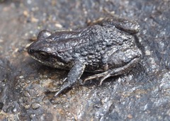 Pristimantis buckleyi