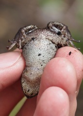 Pristimantis buckleyi