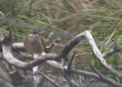 Cinclodes albidiventris